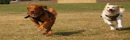 Golden Retriever dogs for stud: KC Golden Retriever Stud | DNA Clear - Advert 3