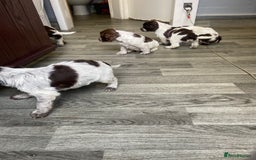 Cocker Spaniel dogs for sale: Cocker Spaniel - Image 11