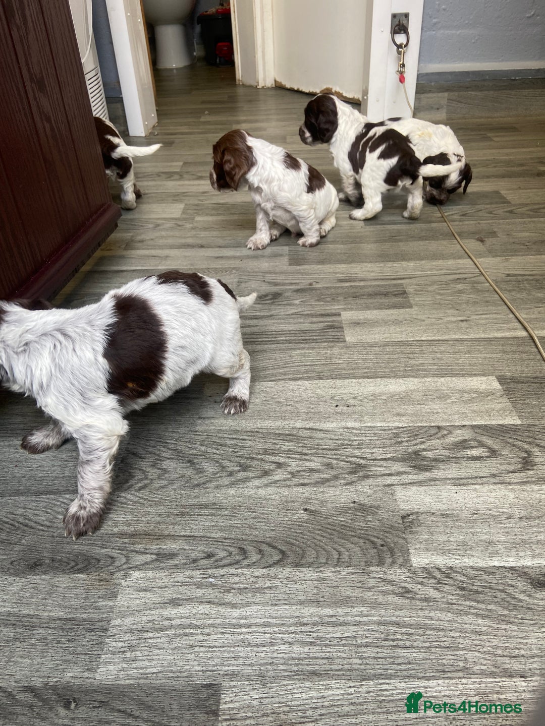 Cocker Spaniel dogs for sale: Cocker Spaniel - Image 11