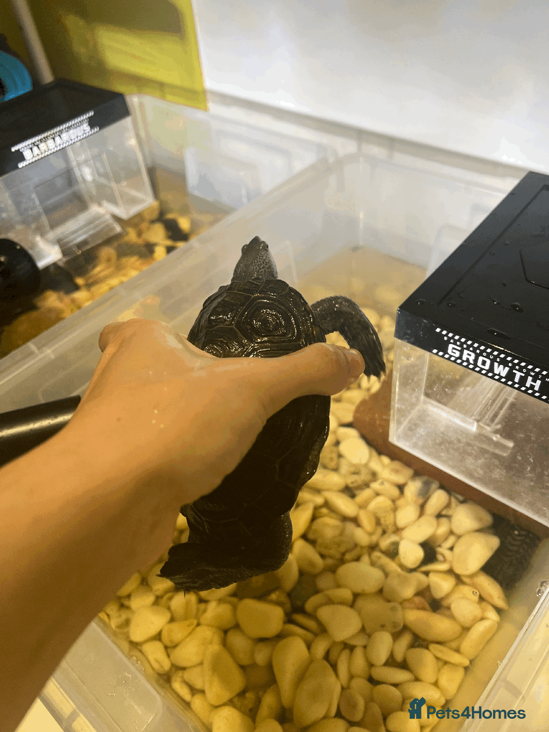 Turtle reptiles for sale: Diamondback Terrapin Turtle - Image 11