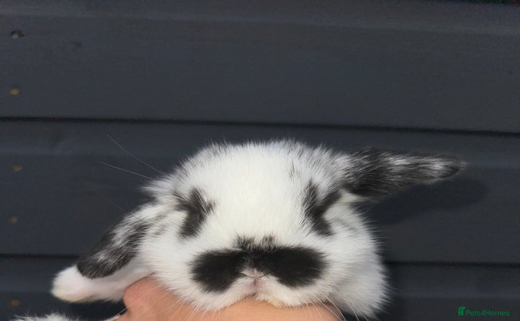 Mini Lop rabbits - Advert 15
