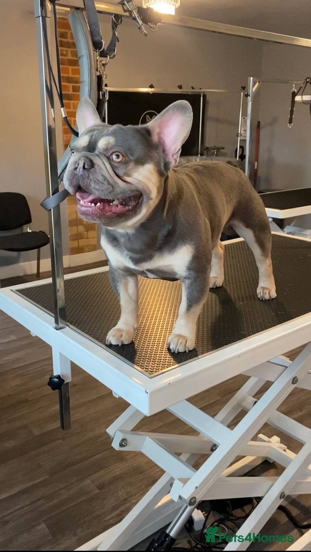 French Bulldog dogs for stud: L4 FLUFFY STUD - LILAC & TAN in Consett - Advert 7