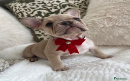 French Bulldog dogs for sale: Quality French Bulldog Puppies L4 carriers - Image 12