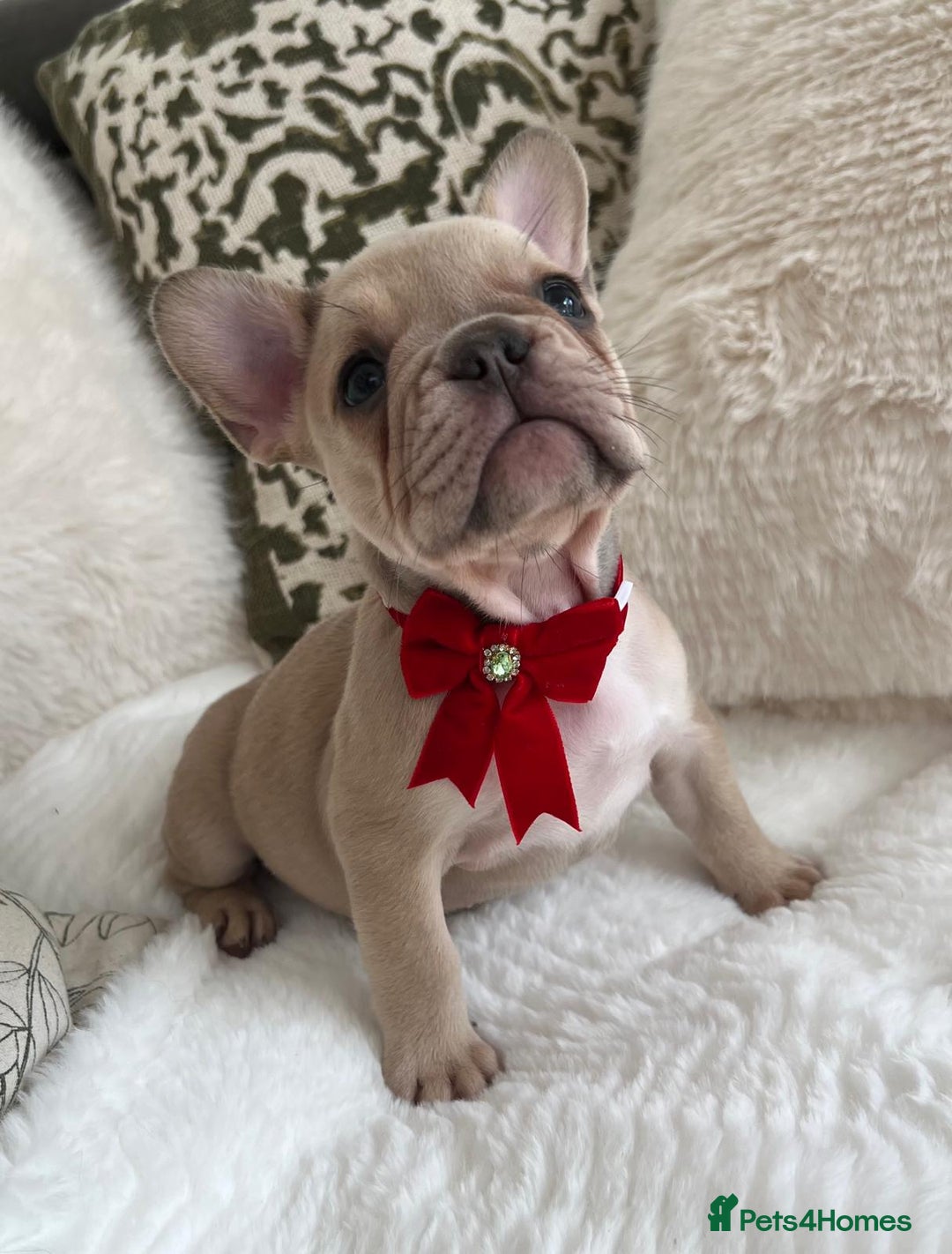 French Bulldog dogs for sale: Quality French Bulldog Puppies L4 carriers - Image 12