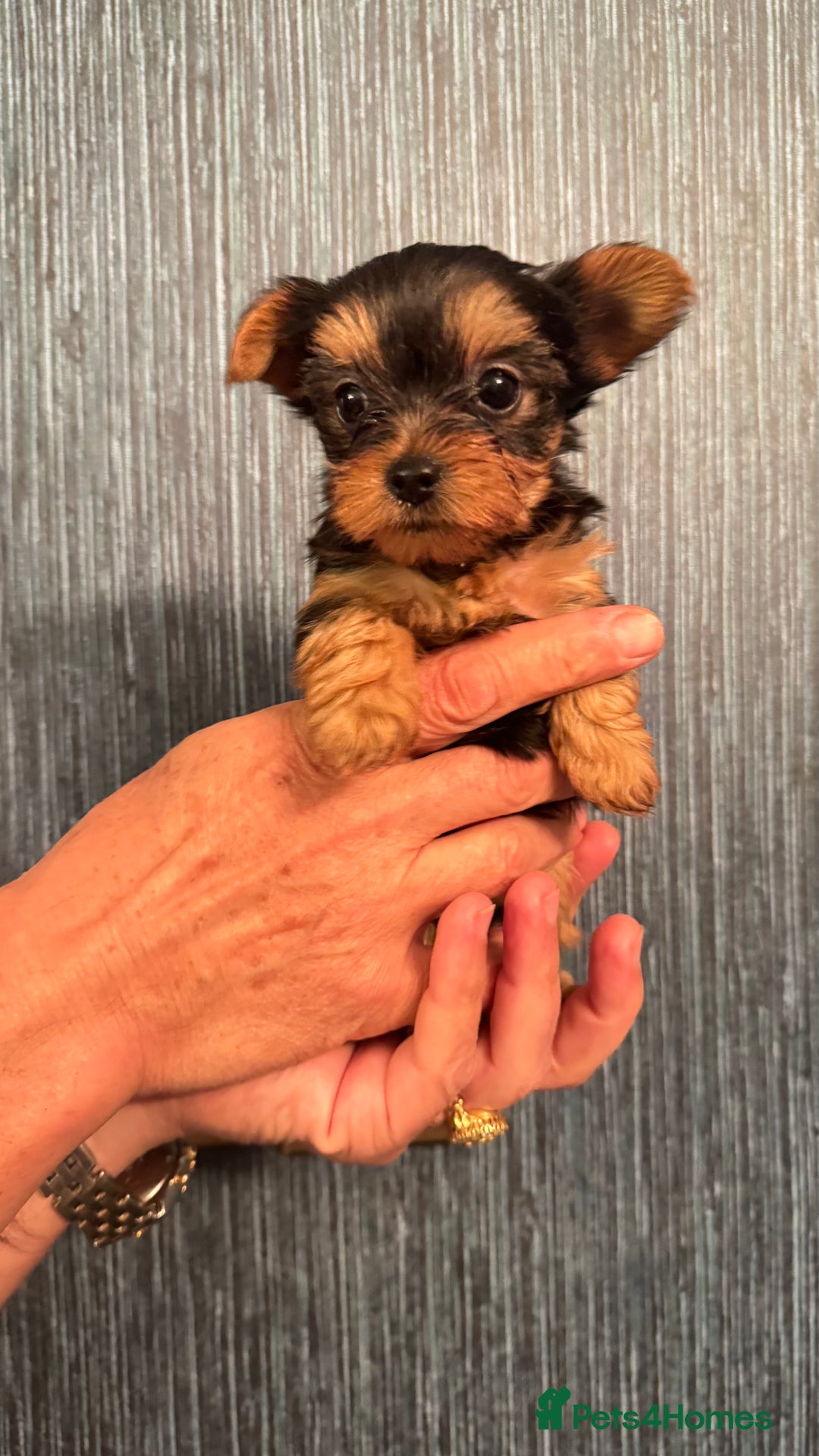 Yorkshire Terrier dogs for sale: Yorkshire terrier puppy  - Image 27