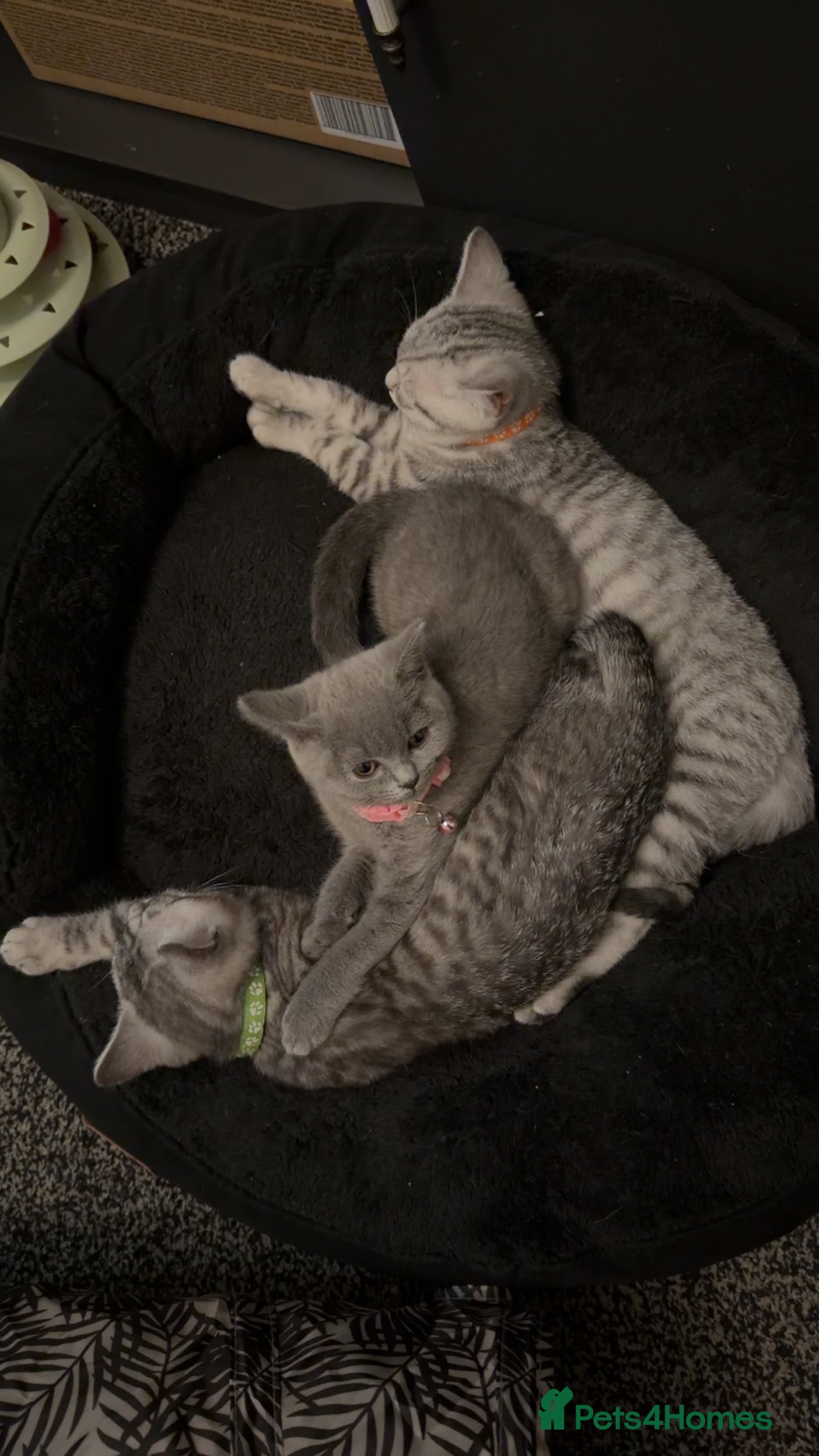 British Shorthair cats British short hair  - Advert 9