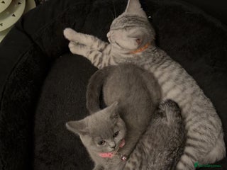 British Shorthair cats British short hair - Advert 6