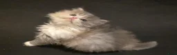 Scottish Fold cats for sale: 3x Scottish ×Siberian kittens  - Advert 6