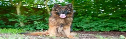 German Shepherd dogs for sale: Zues  - Advert 4