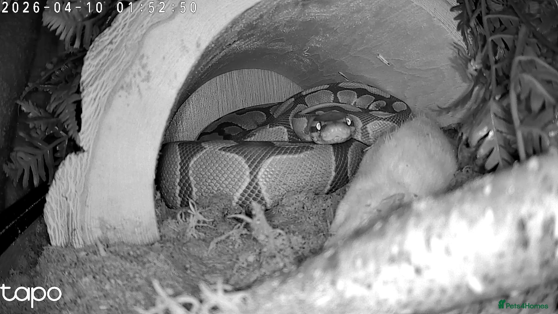 Python Snake reptiles 5ft female ball python  - Advert 1