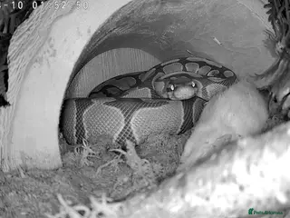 Python Snake reptiles 5ft female ball python - Advert 1