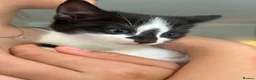 Mixed Breed cats for sale: Kittens in Cheltenham - Advert 5