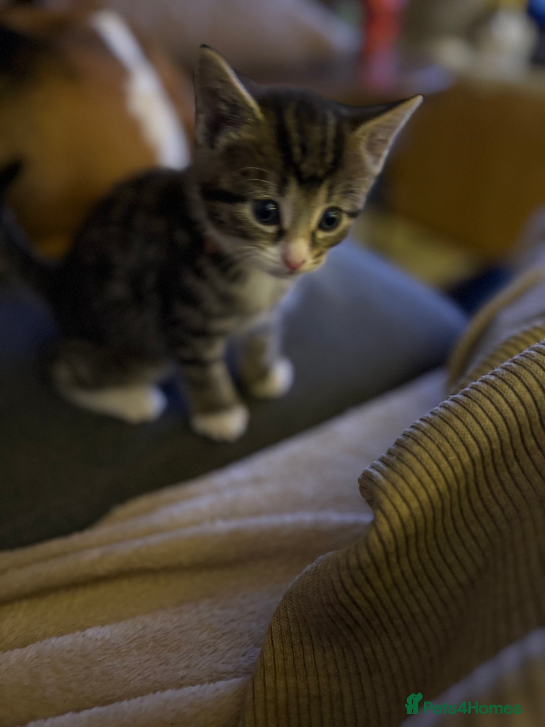 Mixed Breed cats for sale: Stunning kittens 🐱🐱🐱🐱 - Advert 8