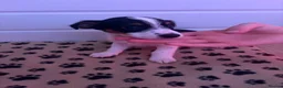 Jack Russell dogs for sale: Mini jack Russell puppies - Advert 13