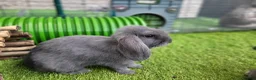 Mini Lop rabbits for sale: Beautiful Mini Lop Mix Rabbits - READY THURSDAY  - Advert 16