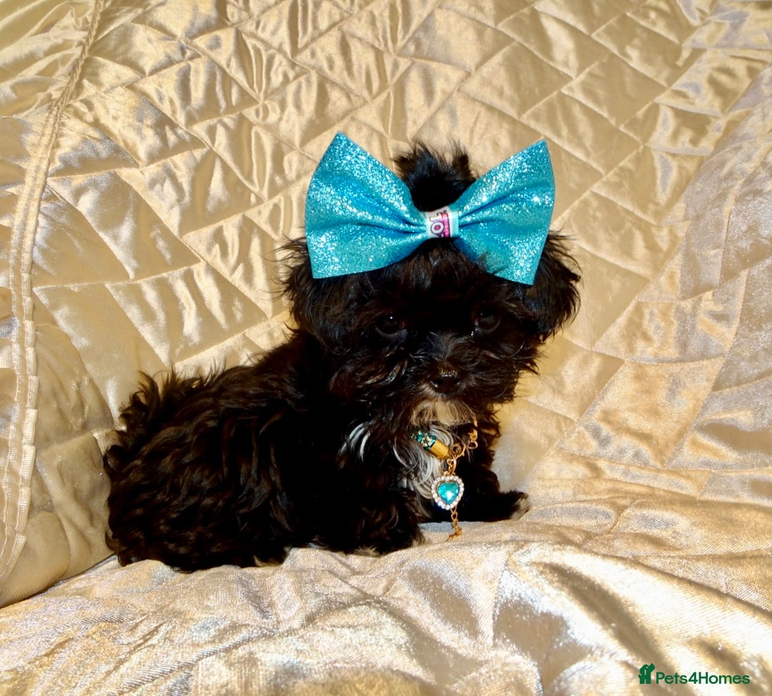 Maltipoo dogs for sale: **Micro Tiny F1 Maltese x Toy Poodle Maltipoo Pup* - Advert 6