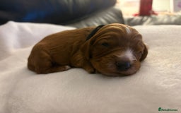 Mixed Breed dogs for sale: Cockapoo/Cavapoo Mix Puppies Available 10 Nov 25 - Image 26