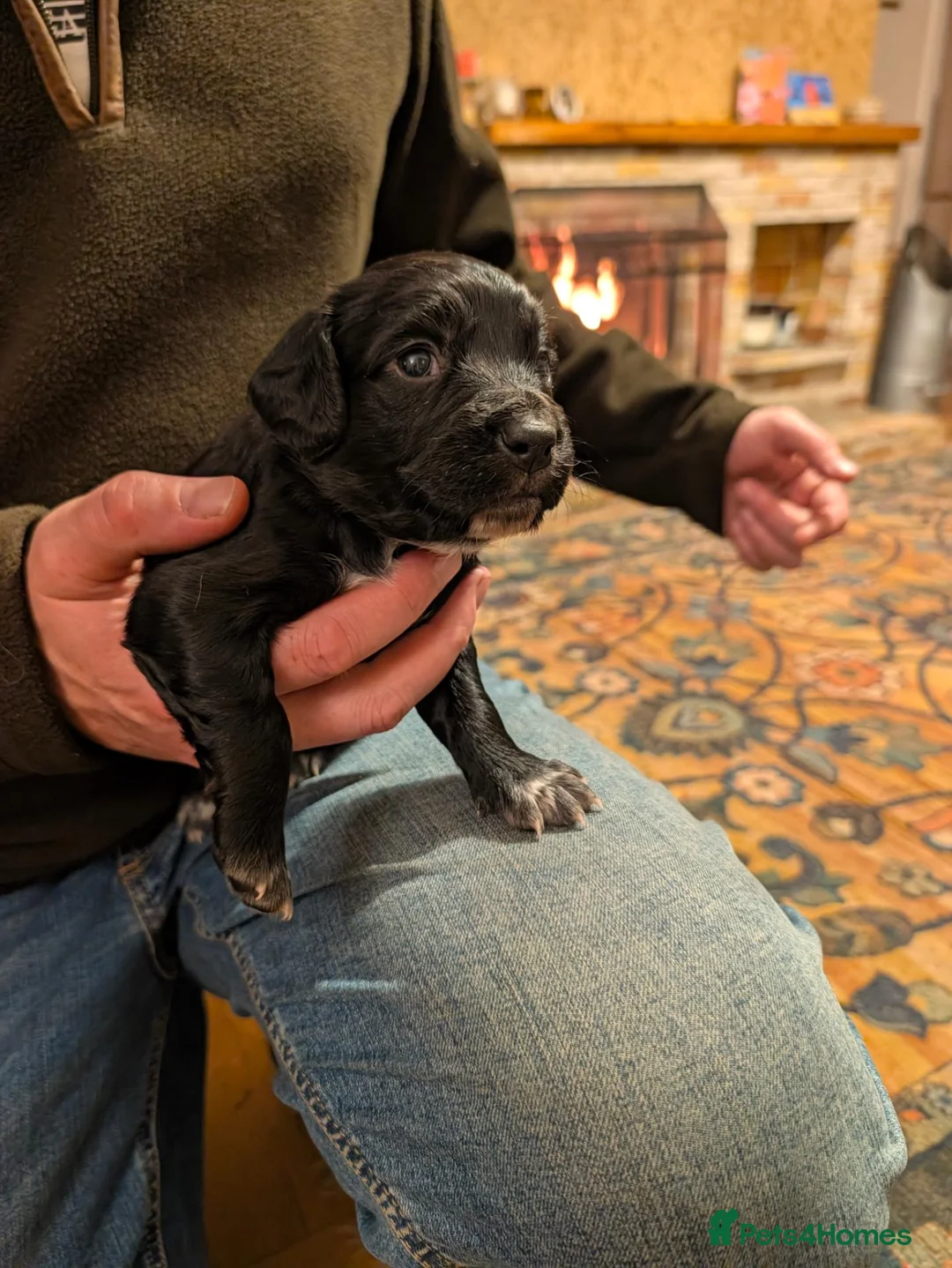 Cocker Spaniel dogs for sale: Cocker spaniel puppies in Avoch - Advert 11