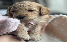Australian Labradoodle dogs for sale: Genuine Australian Labradoodle (not poodle-lab mix in Wallington - Image 2