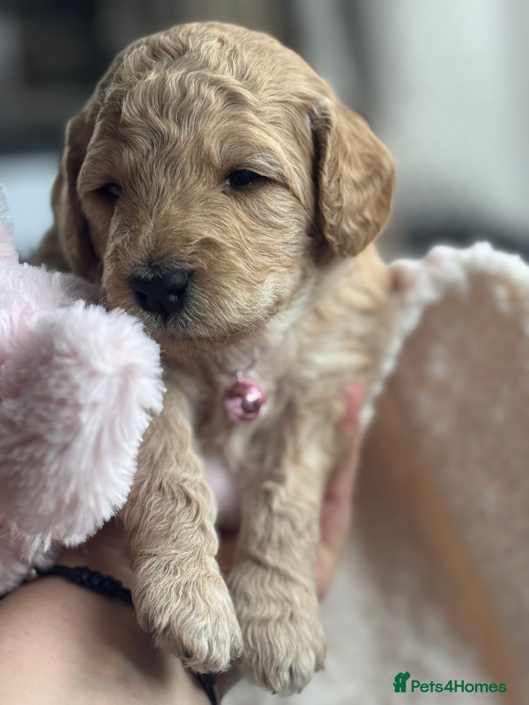 Australian Labradoodle dogs for sale: Genuine Australian Labradoodle (not poodle-lab mix in Wallington - Image 2