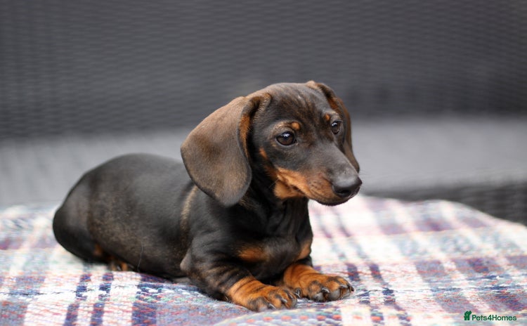 Miniature Dachshund dogs - Advert 7