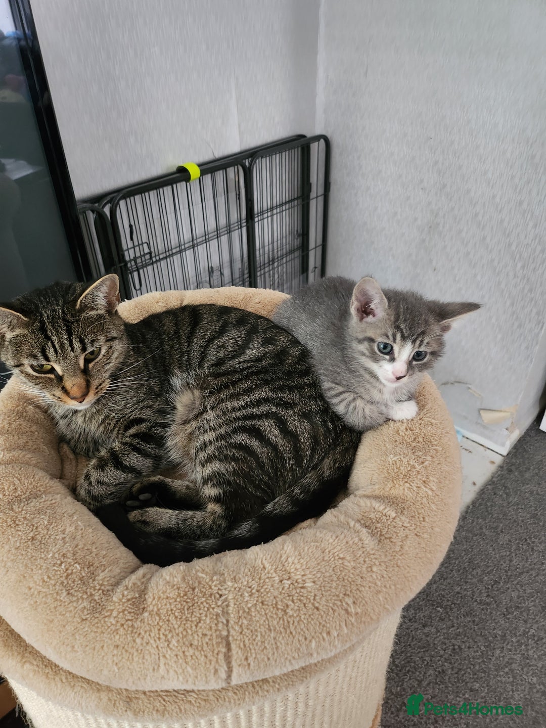 Mixed Breed cats for sale: Kittens  - Image 15