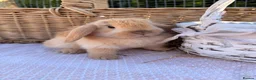 Mini Lop rabbits for sale:  Gorgeous mini Lop babies  - Advert 18