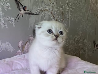 British Shorthair cats 🧸EXCEPTIONAL QUALITY PURE BREED BSH TEDDY BEARS🧸 - Advert 4