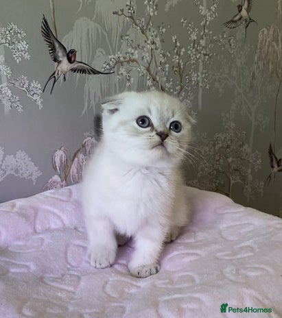 British Shorthair cats 🧸EXCEPTIONAL QUALITY PURE BREED BSH TEDDY BEARS🧸 - Advert 3