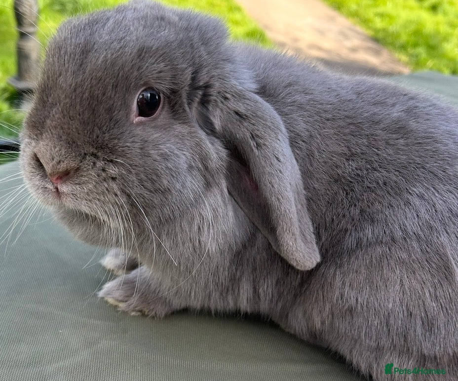Netherland Dwarf rabbits Female mini lop  - Advert 3