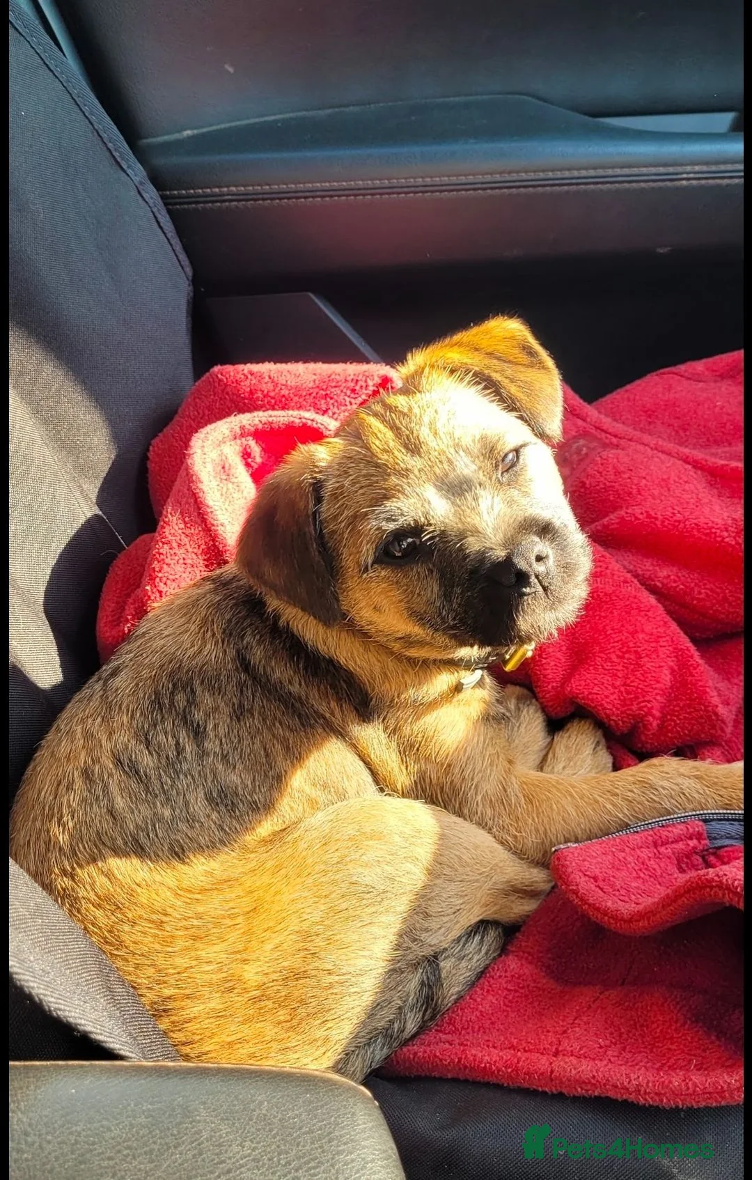 Border Terrier dogs for sale: Beautiful 4 yr old Border Terrier spayed bitch  - Advert 5