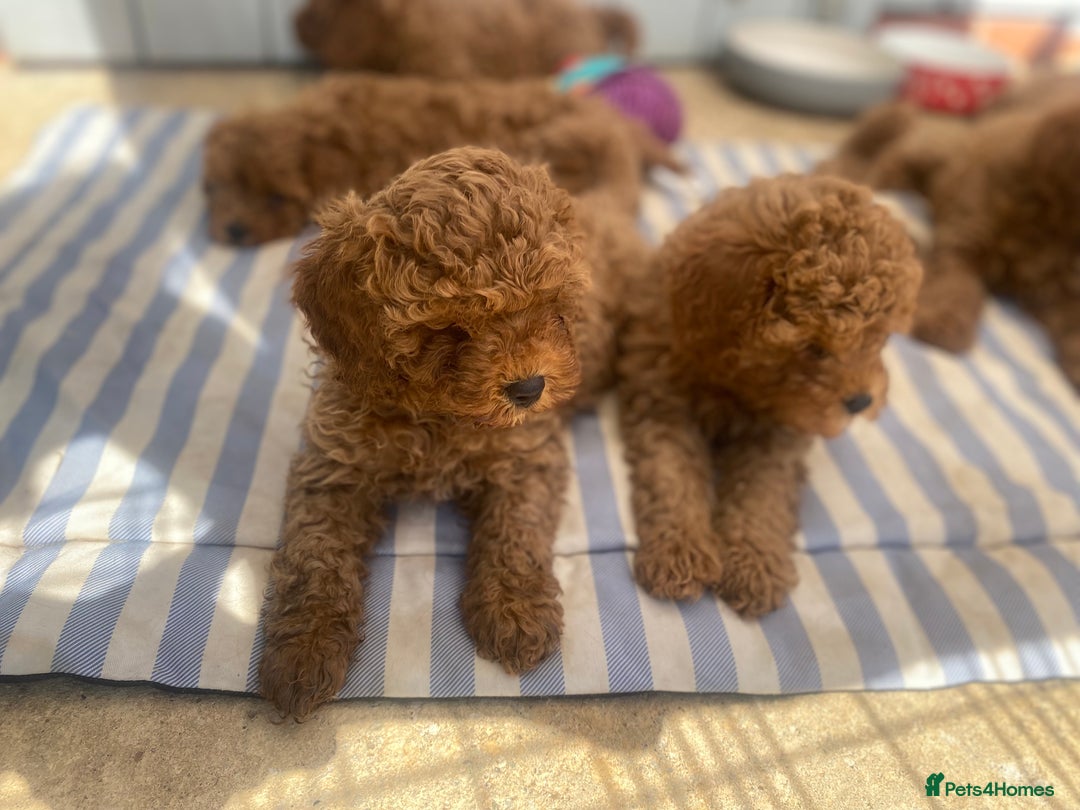 Cavapoo dogs for sale: Red cavapoo babies both parents dna health tested  in Newark - Image 2