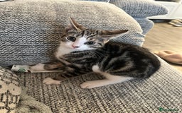 Domestic Shorthair cats for sale: 3 Kittens Aged 6mths Looking for Forever Homes  - Image 4