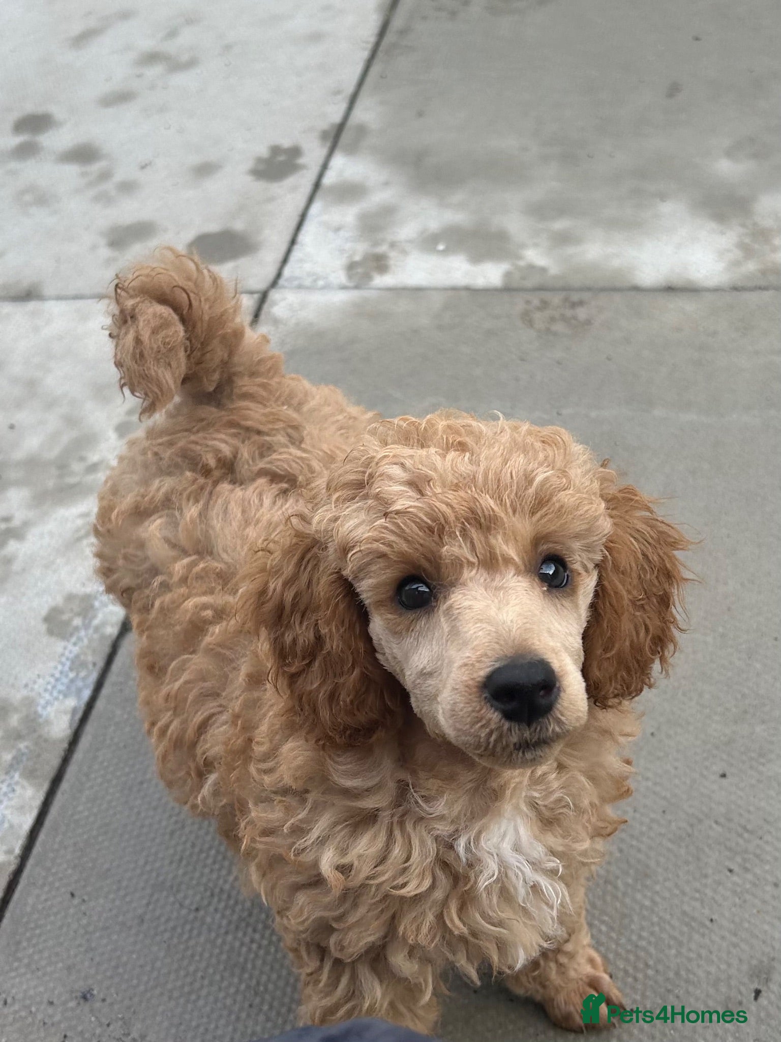 Miniature Poodle dogs KC registered miniature poodles  - Advert 1