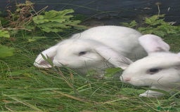 Blanc De Hotot rabbits for sale: rabbits for sale  - Image 12