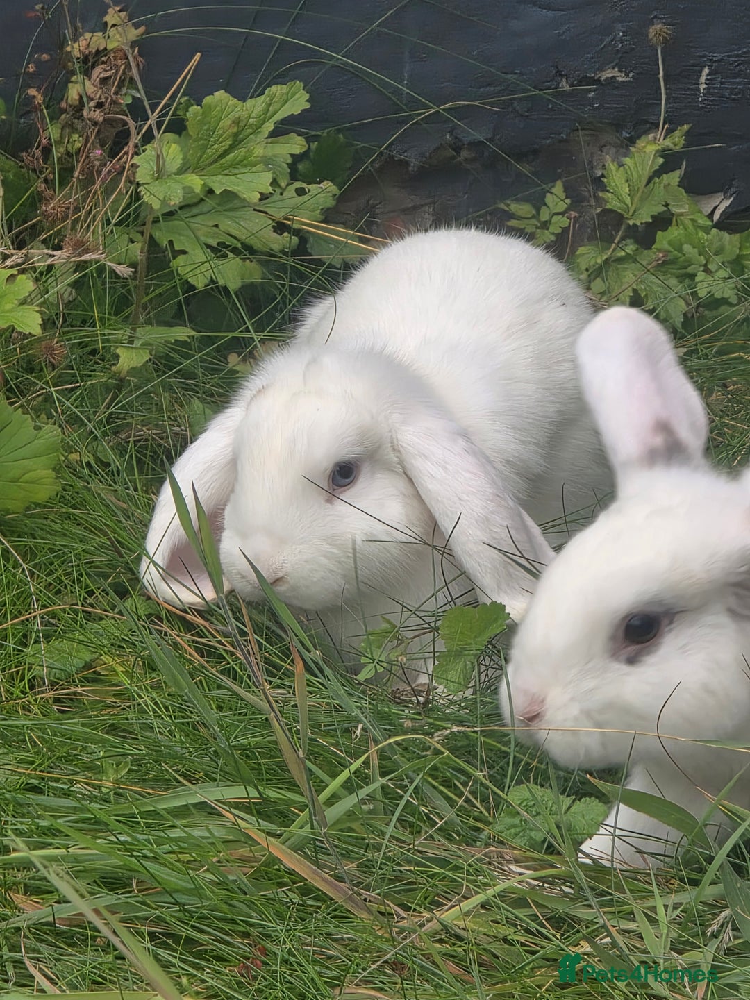 Blanc De Hotot rabbits for sale: rabbits for sale  - Image 12