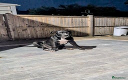 Presa Canario dogs for sale: Presa canario 5 half month old pup - Image 1