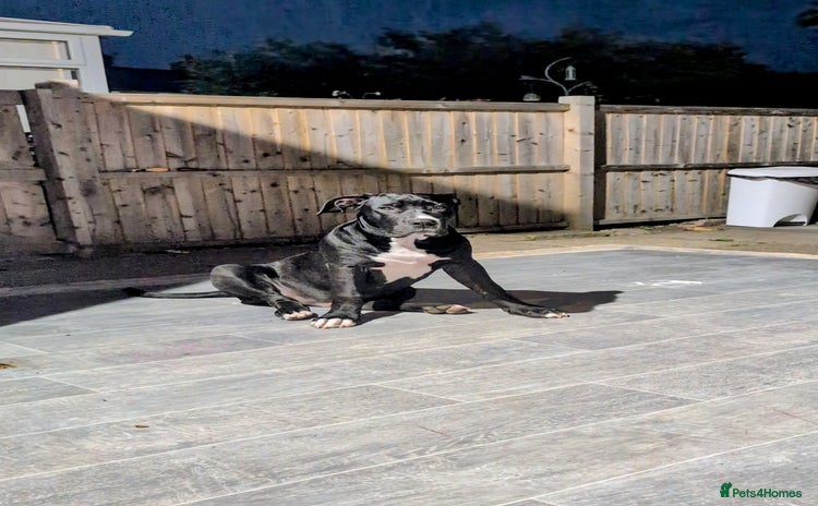 Presa Canario dogs - Advert 1