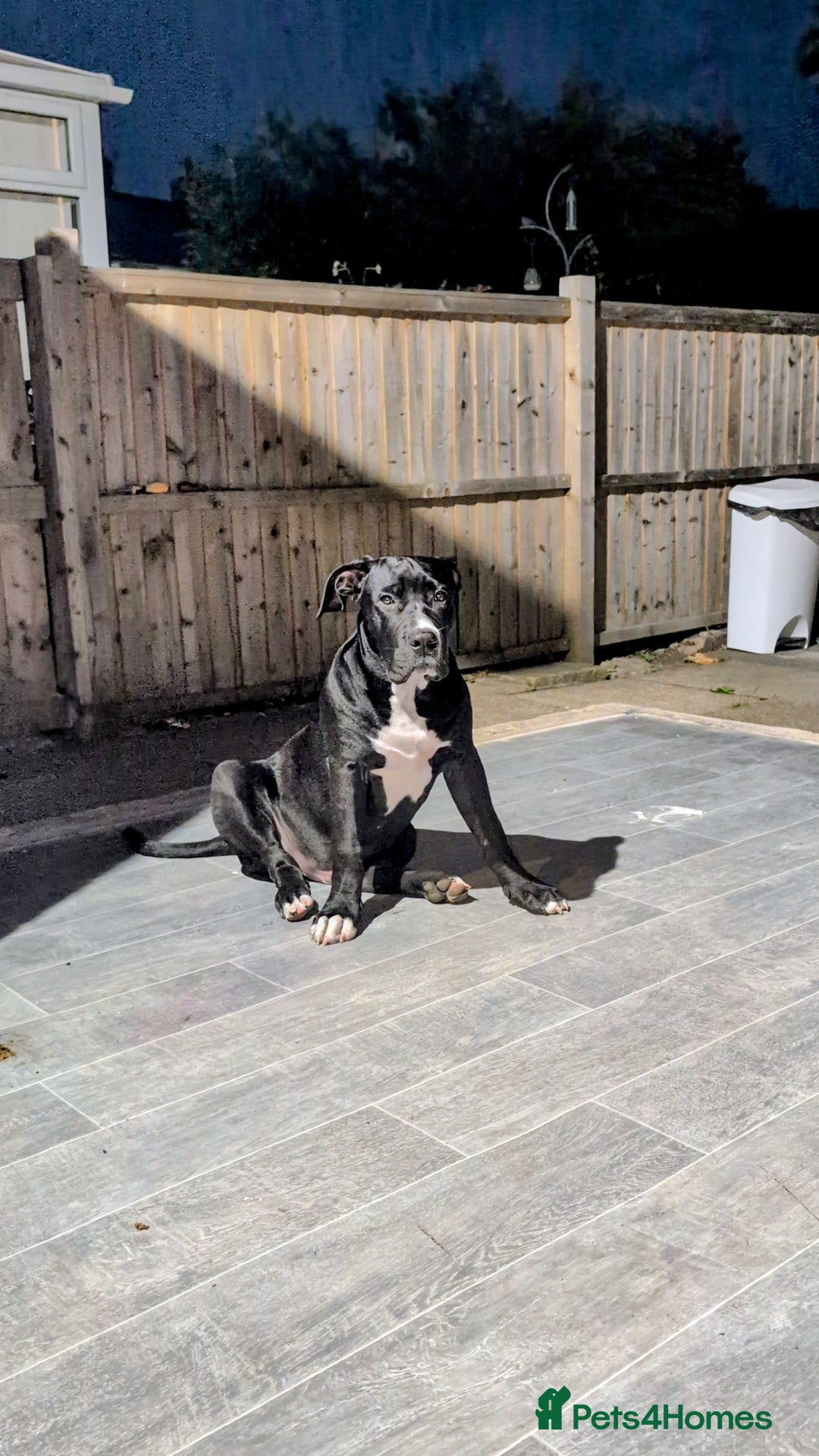 Presa Canario dogs for sale: Presa canario 5 half month old pup - Image 1