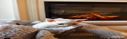 Devon Rex cats for sale: Exceptional FIFe Registered Devon Rex Kittens - Advert 4