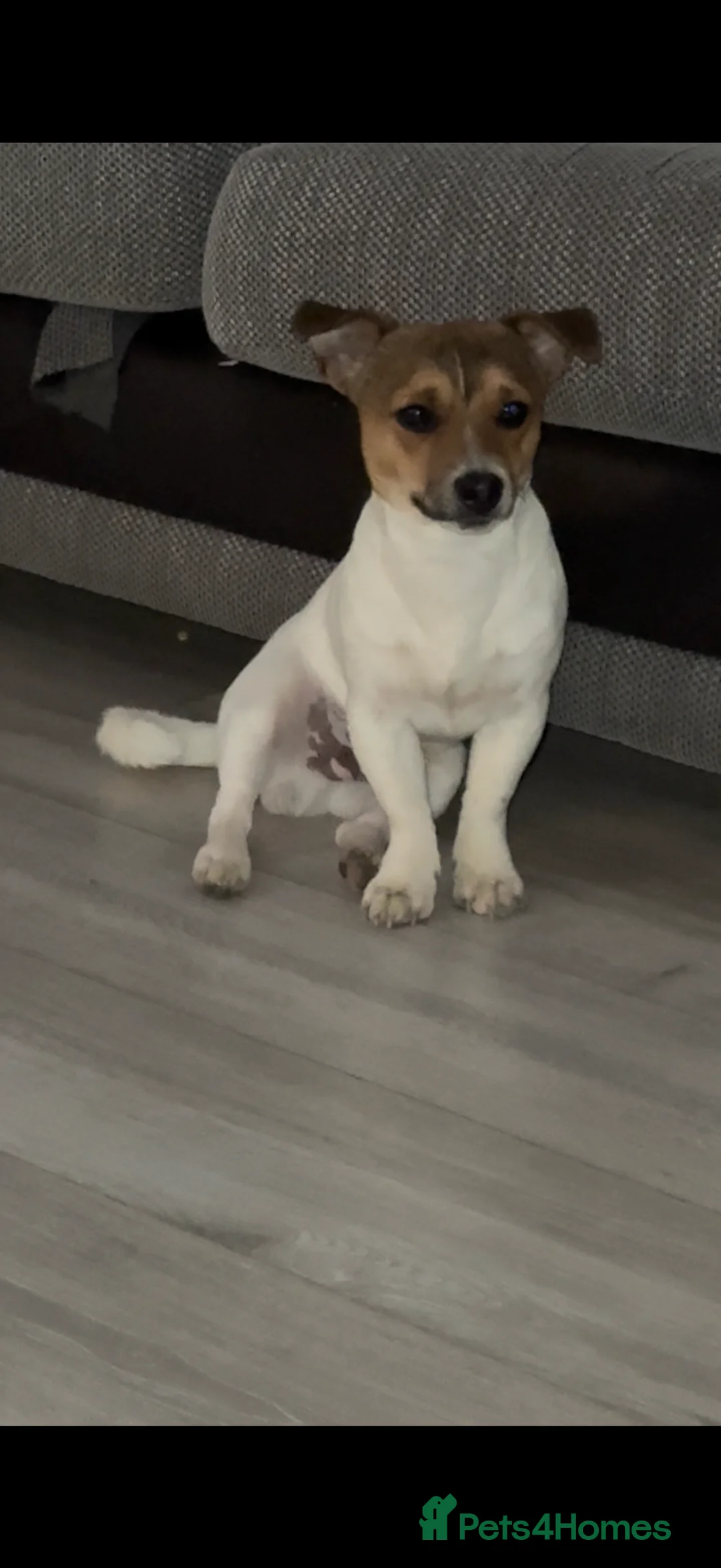 Jack Russell dogs for stud: Jack Russell stud  - Advert 5