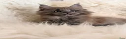 Maine Coon cats for sale: TICA registered pure breed Maine coon kittens - Advert 14