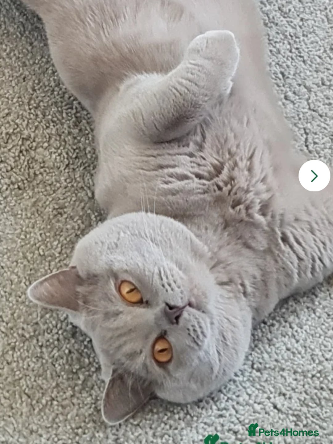 British Shorthair cats for sale: Beautiful cinnamon and blue bsh rahdoll mix  - Advert 3