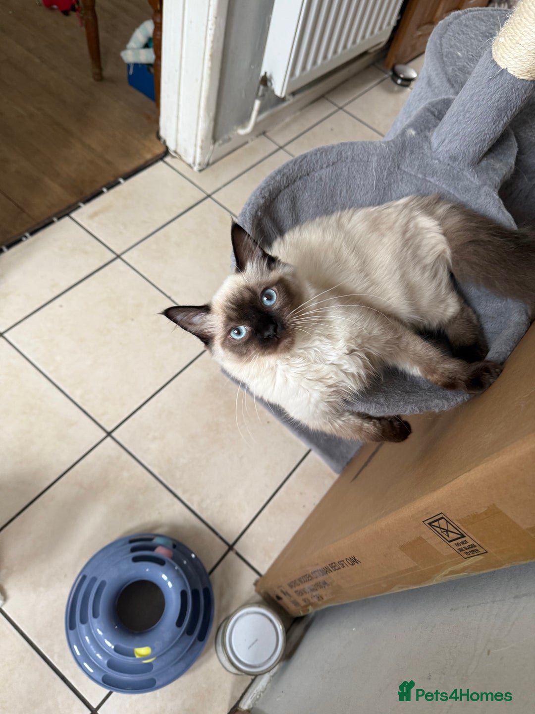 Ragdoll cats for sale: GCCF reg seal point girl - Image 3