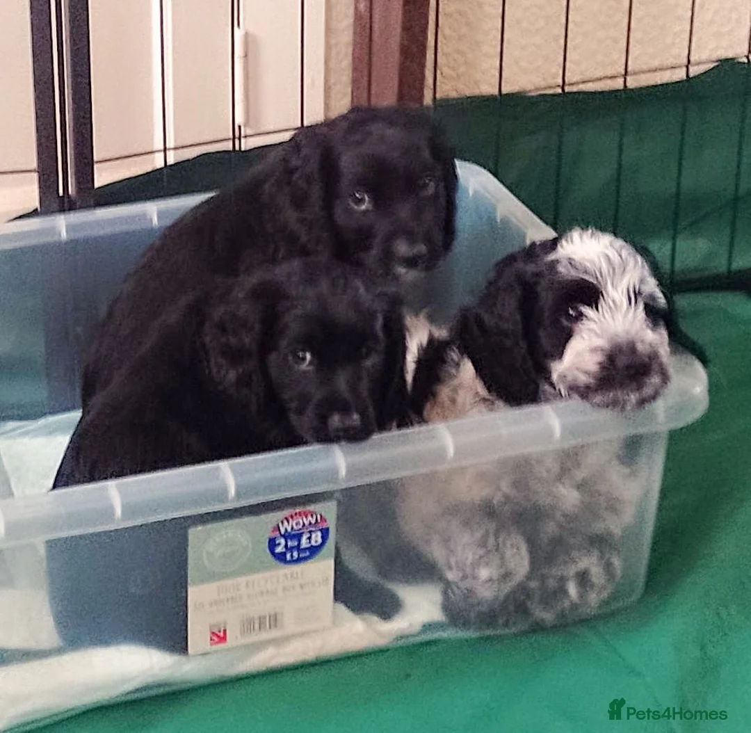 Cockapoo dogs for sale: Five Delightful Cock a poo  Puppies for Sale  - Advert 2
