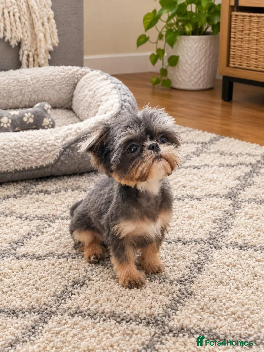 Shih Tzu dogs for stud: 💙 Mr Mogwai Blue Dobbie Imperial 💙 - Advert 2