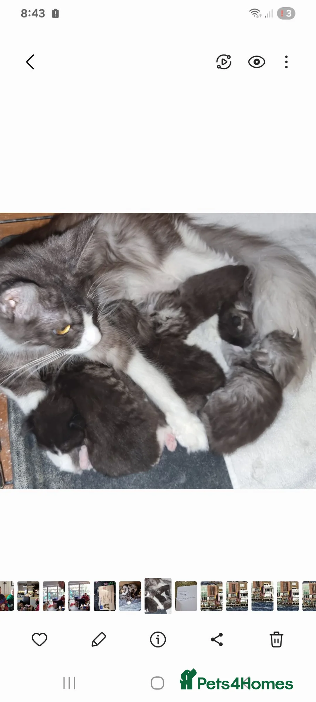 Maine Coon cats for sale: GCCF registered pedigree Maine Coon Kittens  - Advert 2