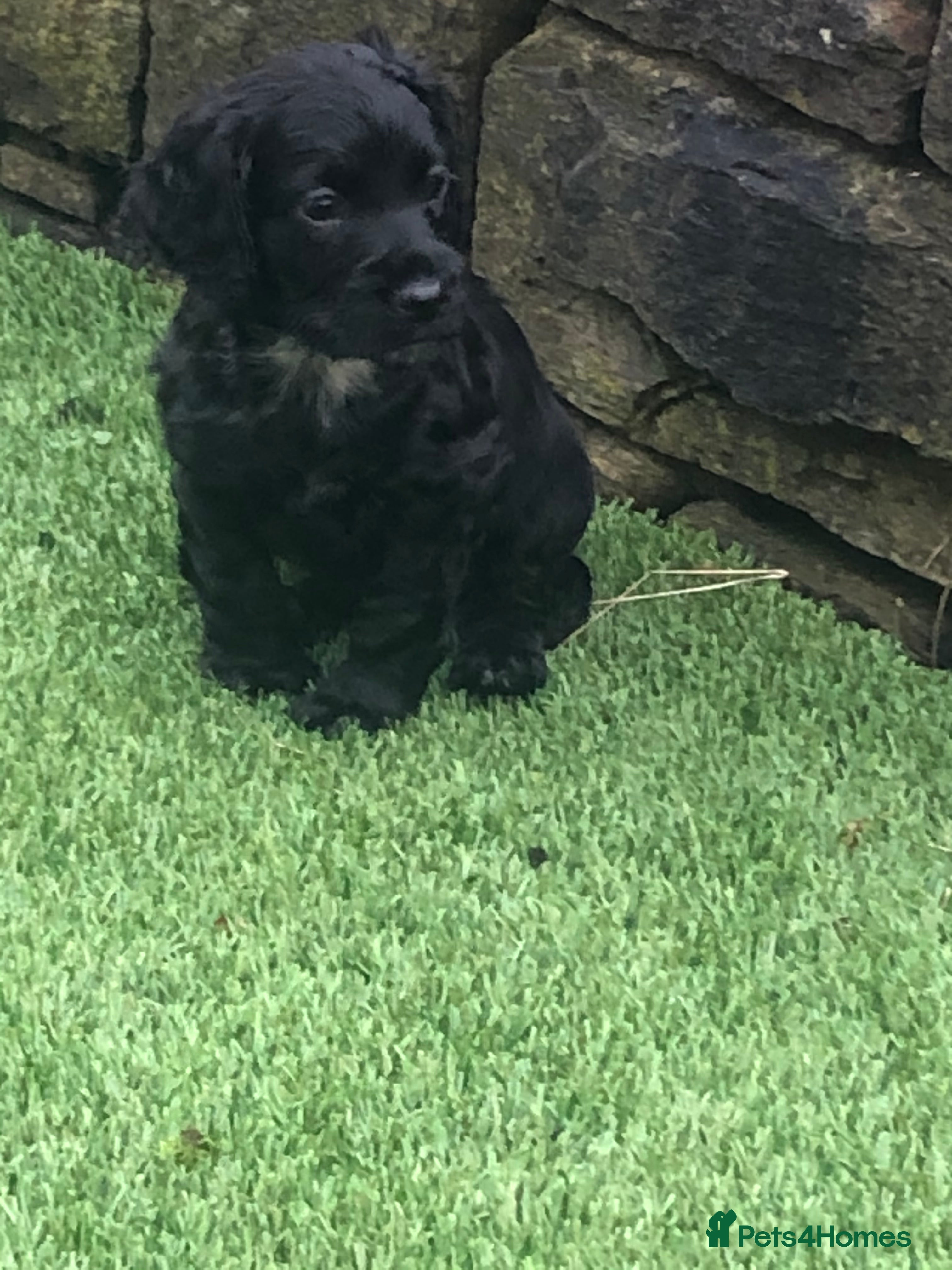Cockapoo dogs F1 cockapoo puppies registered breeder  - Advert 1