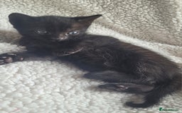 Bengal cats for sale: Black Bengal Kittens - Image 7