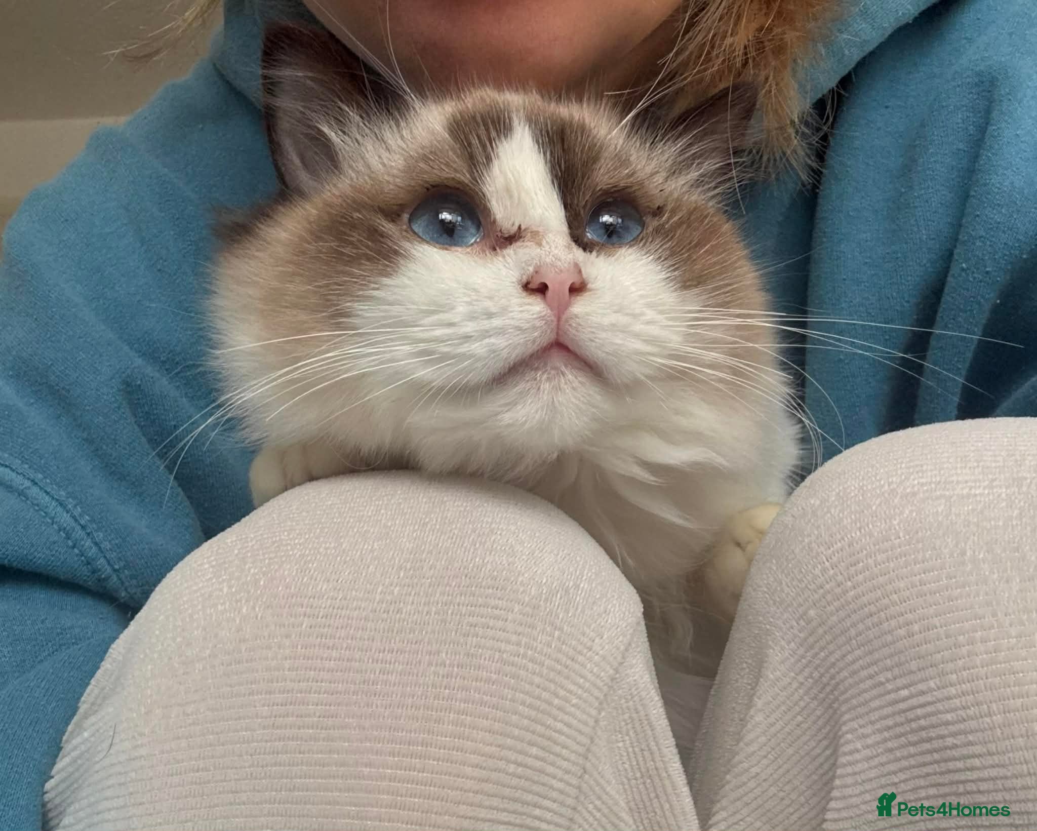 Ragdoll cats Beautiful Purebred Ragdoll Cat – Gentle Blue Eyed  - Advert 1